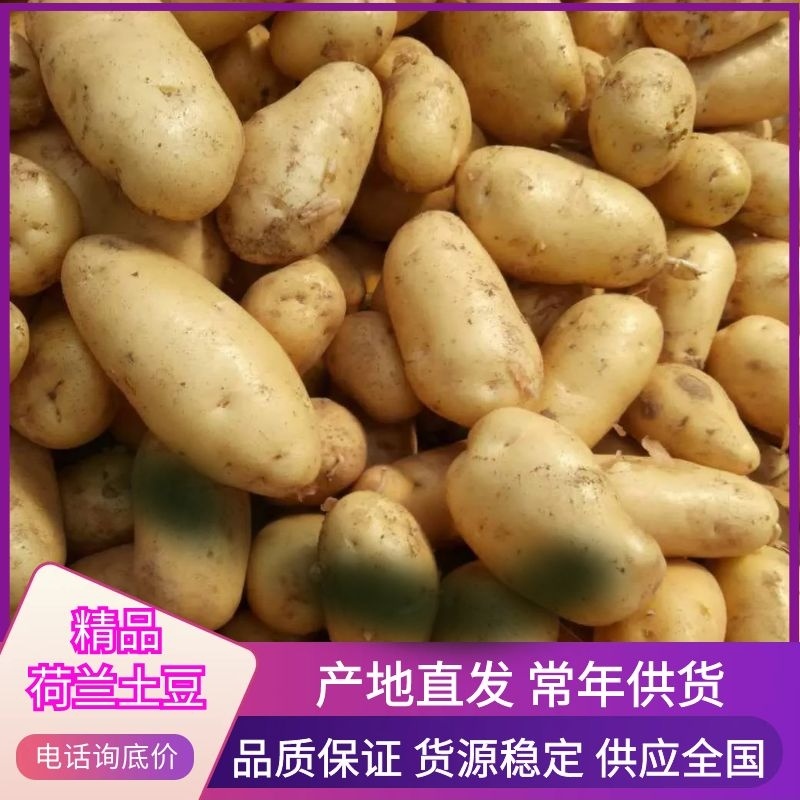 精品荷兰土豆，基地精品货源，精挑细选，个头均匀，供货全国