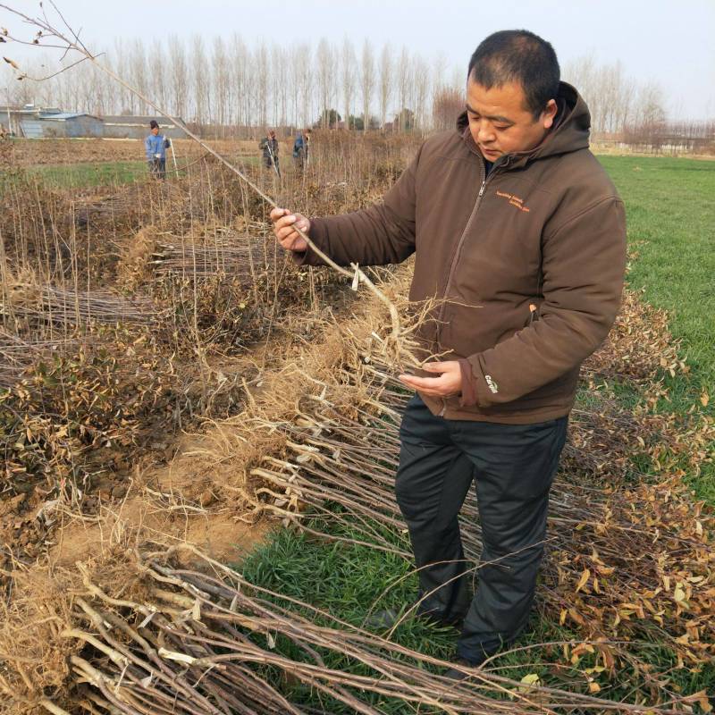 嫁接黑钻苹果苗黑钻石苹果树苗拒绝假苗带合同发货