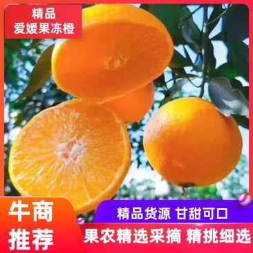 精品爱媛果冻橙，无核甜蜜多汁，欢迎下单咨询