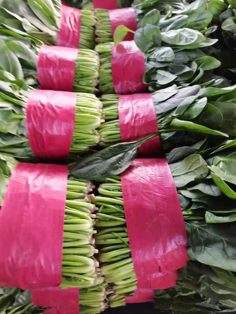 大叶菠菜，大量供应，产地批发，一手货源，价格实惠