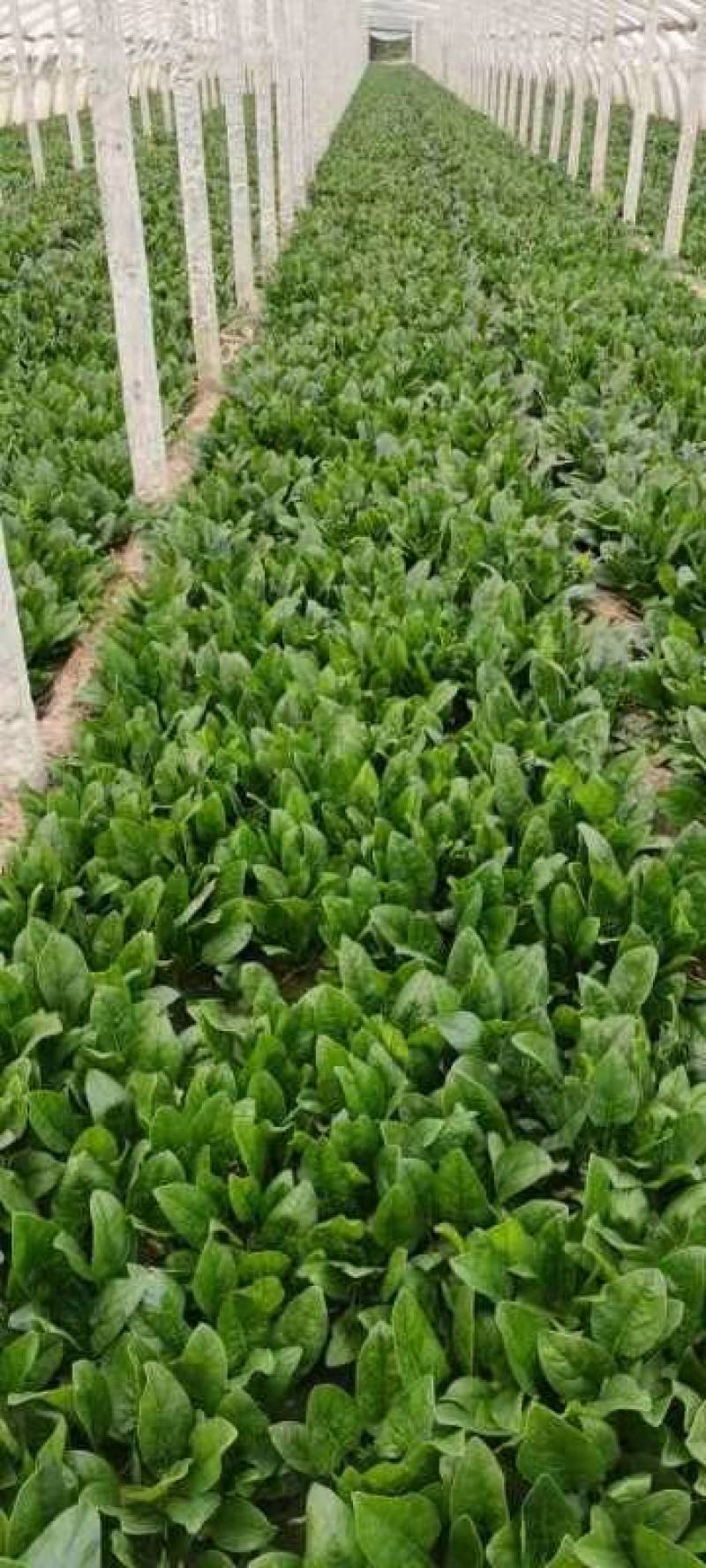 大叶菠菜，大量供应，产地批发，一手货源，价格实惠