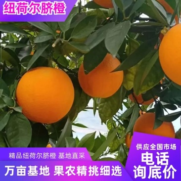 精品纽荷尔脐橙，万亩果园新鲜采摘，品质好甜度高，大量供应