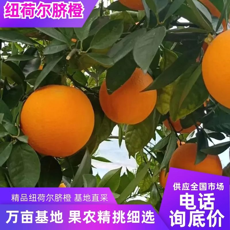精品纽荷尔脐橙，万亩果园新鲜采摘，品质好甜度高，大量供应