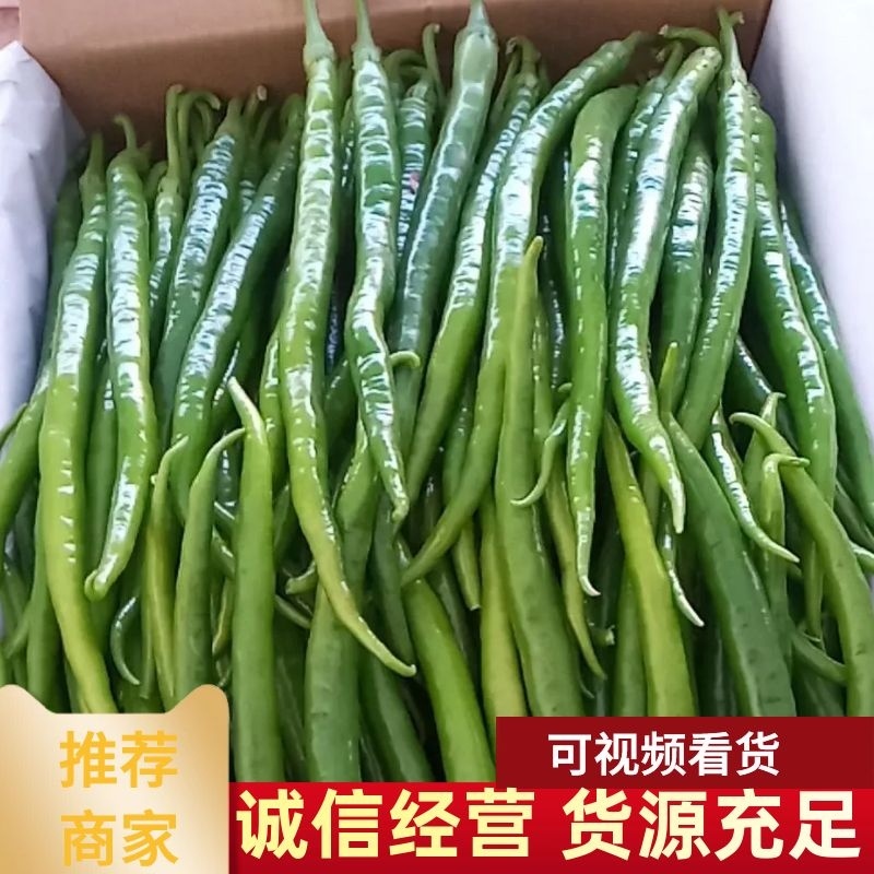 【线椒】山东黑线椒，黄线椒大量有货。新鲜采摘，色泽鲜亮。