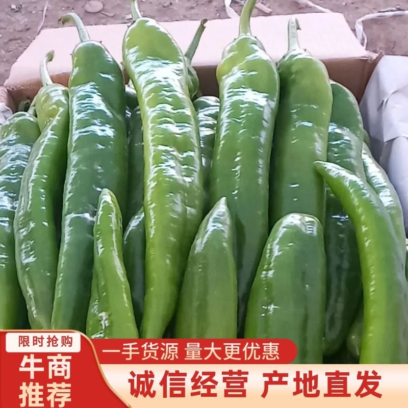 （尖椒）潍坊青州尖椒产地直发，山东辣椒诚信合作欢迎洽谈