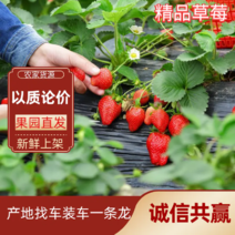宁王，妙精品奶油草莓,国人自己的草莓品种,。对接全国客商