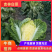 白菜4~6斤净菜，大量上市，欢迎采购