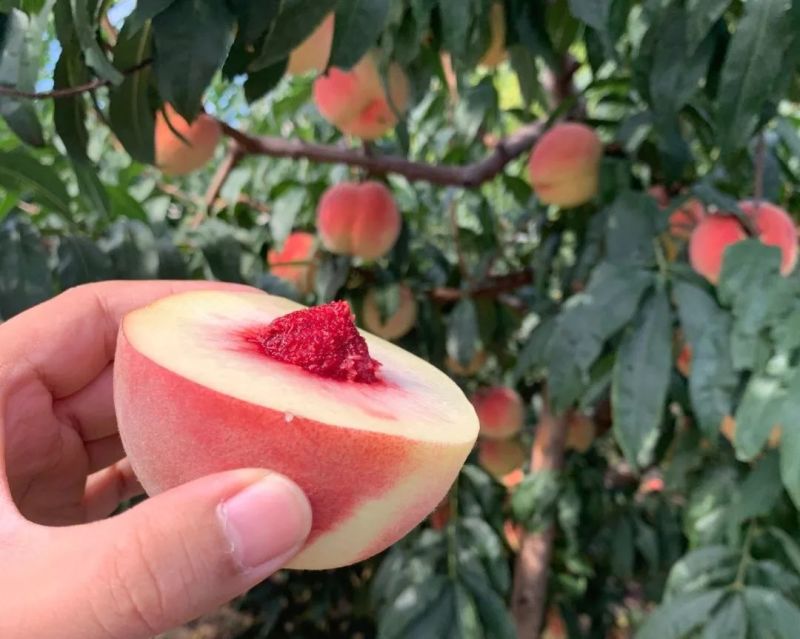金秋红蜜桃树苗晚熟大果型口感脆甜糖度高蜜桃苗