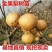 梨树苗金果梨苗晚熟特大果型丰产含糖度高金果梨树苗基地