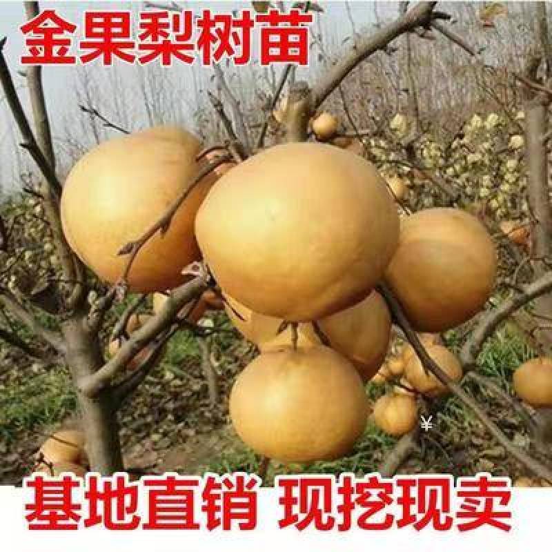 梨树苗金果梨苗晚熟特大果型丰产含糖度高金果梨树苗基地