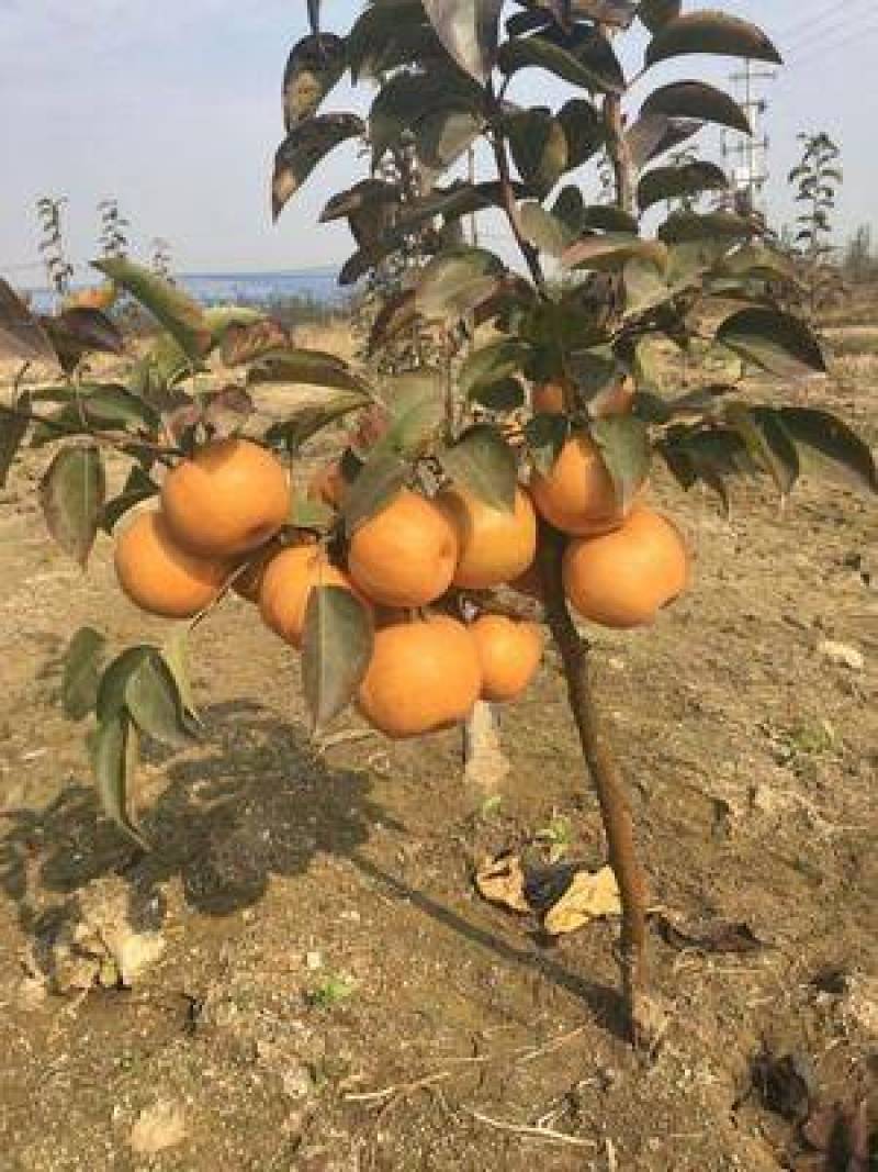梨树苗金果梨苗晚熟特大果型丰产含糖度高金果梨树苗基地