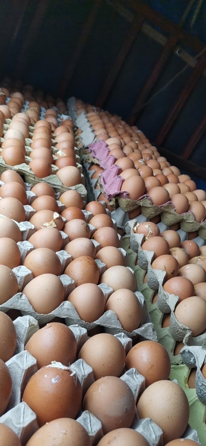 精品鸡胚蛋旺鸡蛋喜蛋非活珠子凤凰蛋，货源稳定，供应全国