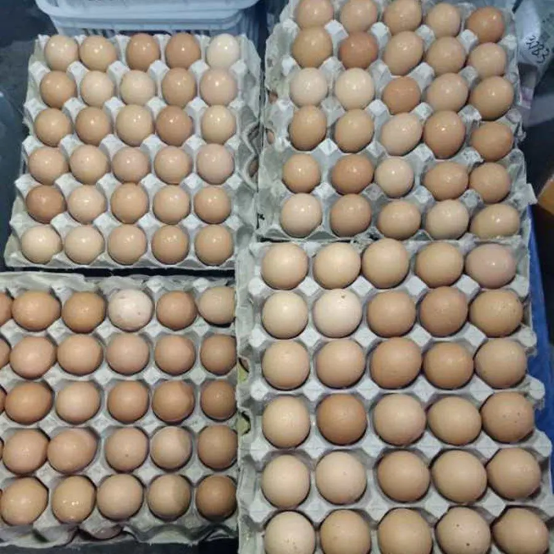 精品毛鸡蛋活珠子，精挑细选，货源稳定，欢迎各界客商下单