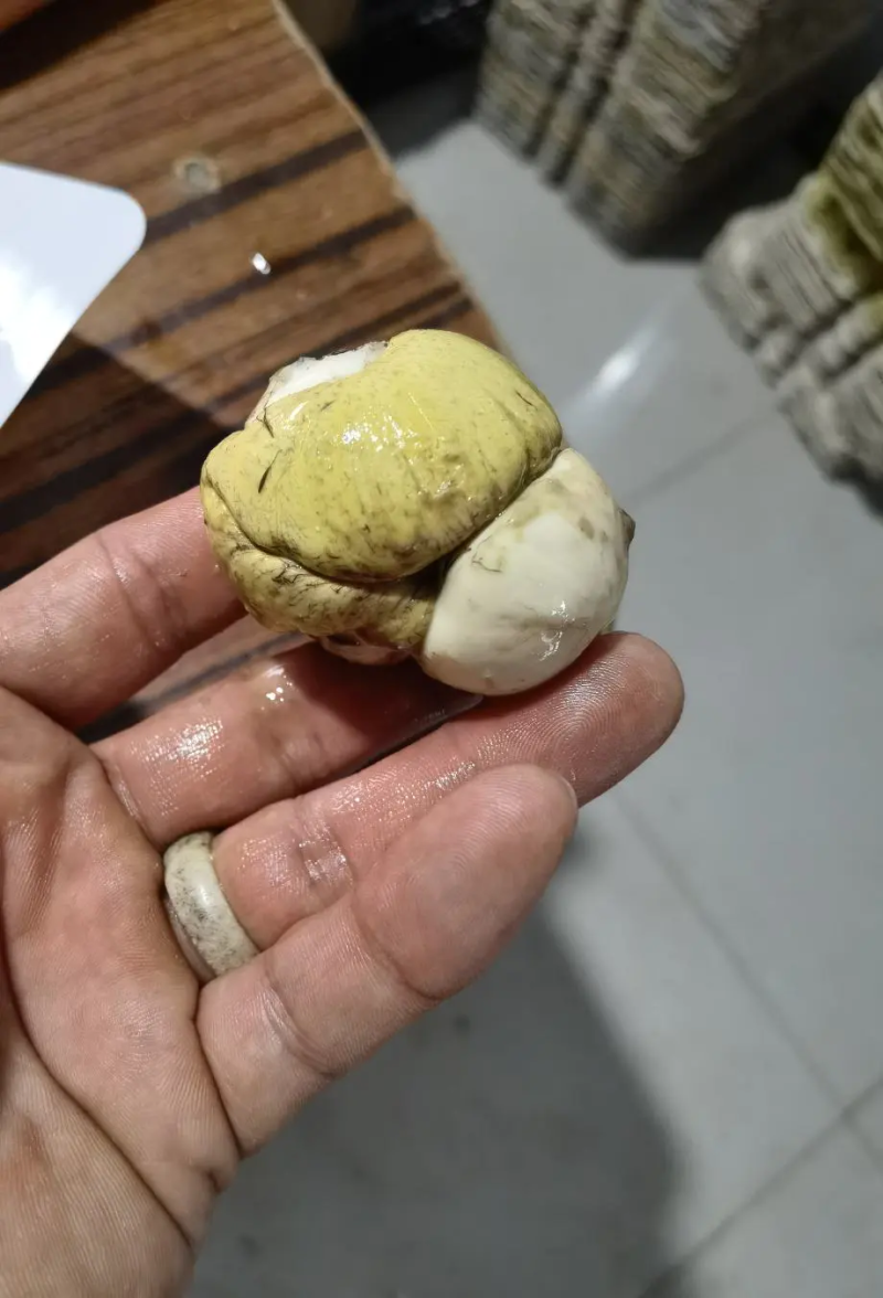 精品毛鸡蛋活珠子，精挑细选，货源稳定，欢迎各界客商下单