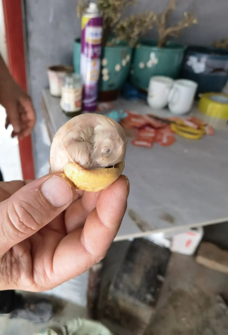 精品毛鸡蛋活珠子，精挑细选，货源稳定，欢迎各界客商下单