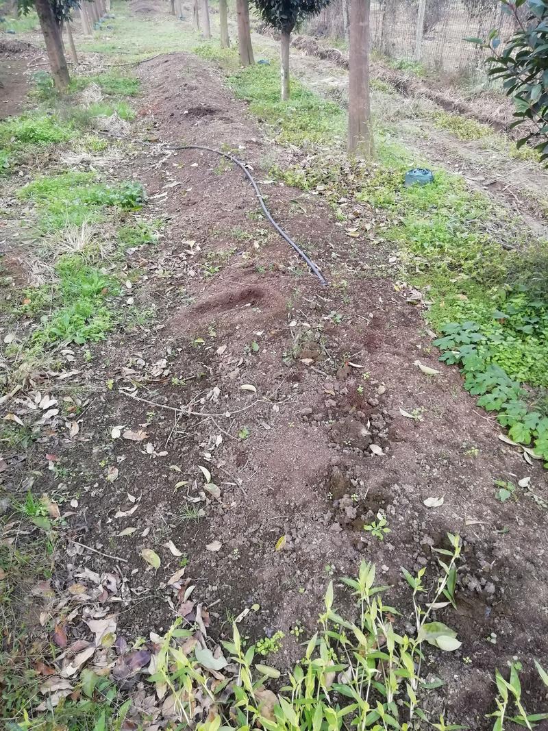 纯牛粪蚯蚓粪有机肥花木营养土农家肥土壤改良无土栽培育基质