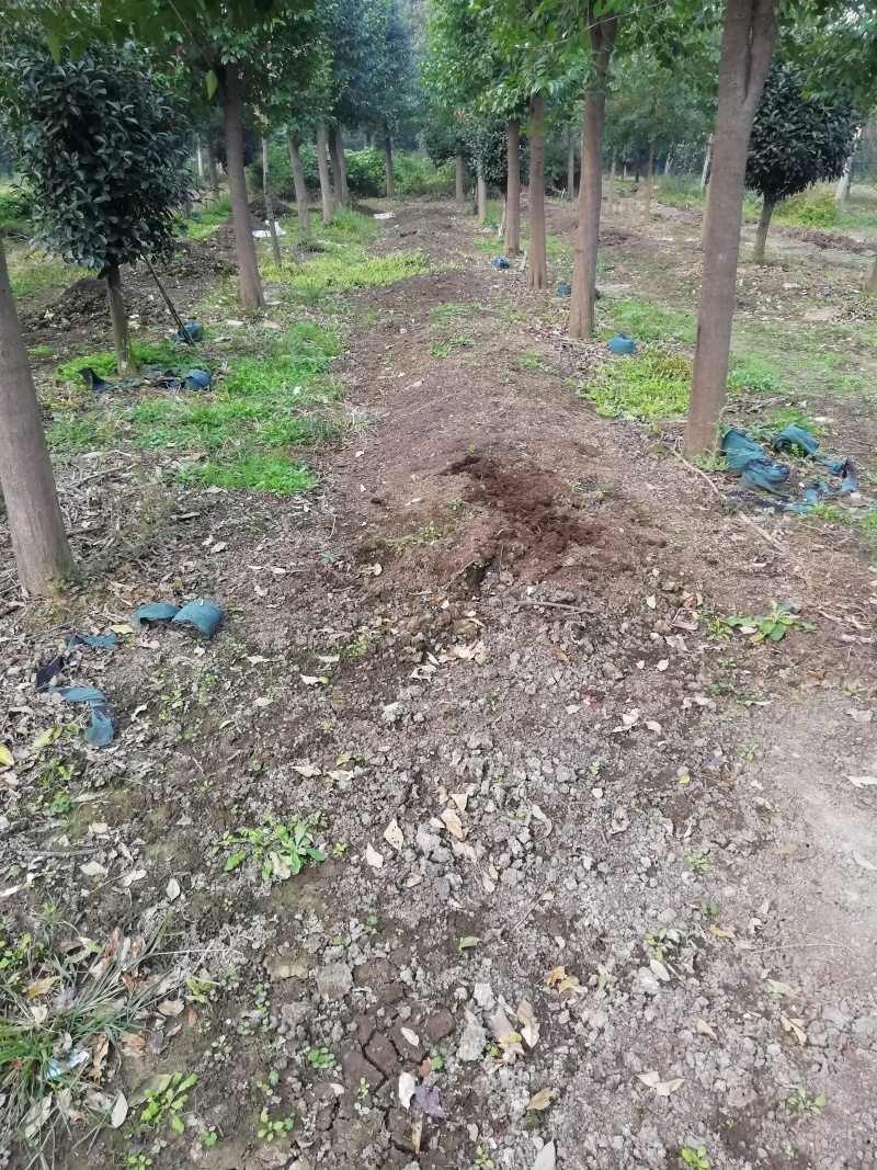 纯牛粪蚯蚓粪有机肥花木营养土农家肥土壤改良无土栽培育基质