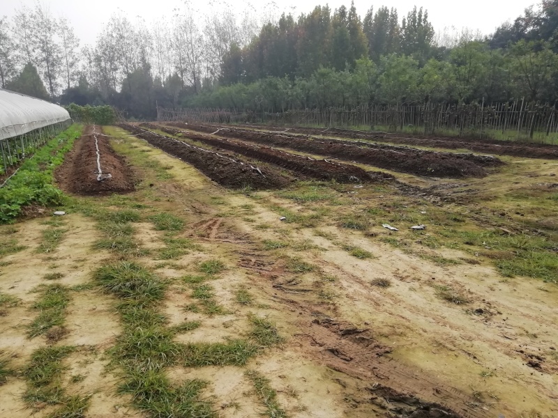 纯牛粪蚯蚓粪有机肥花木营养土农家肥土壤改良无土栽培育基质