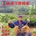 【放心购】早熟纽荷尔脐橙苗赣南早脐橙苗赣南脐橙苗橙子苗