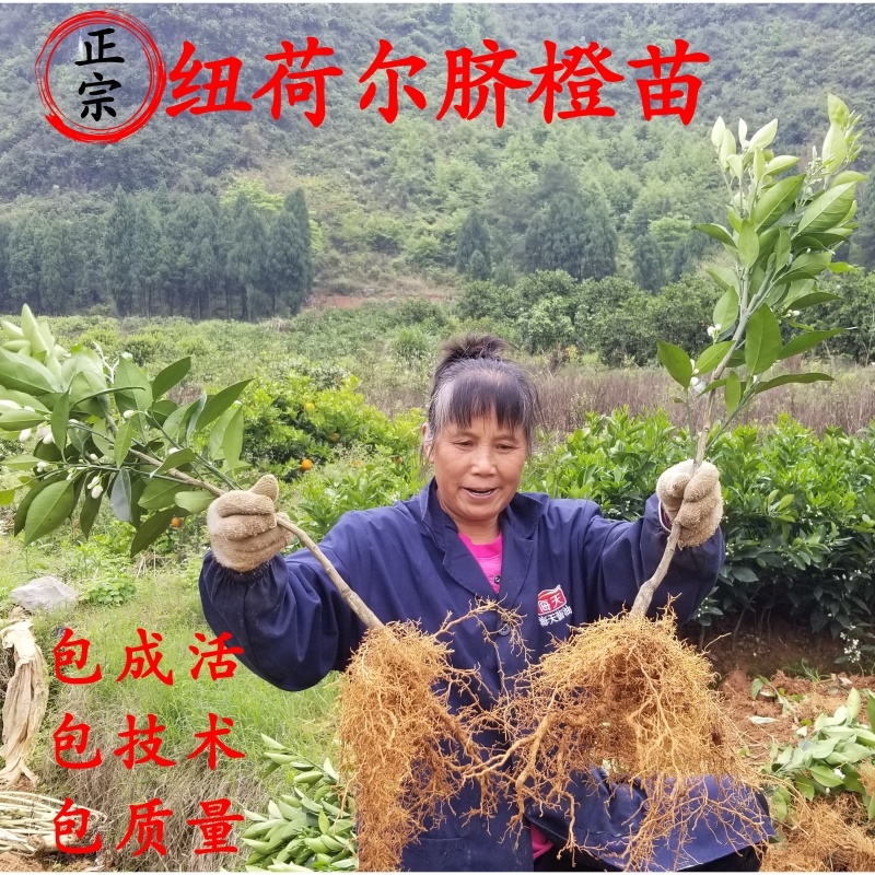 【放心购】早熟纽荷尔脐橙苗赣南早脐橙苗赣南脐橙苗橙子苗