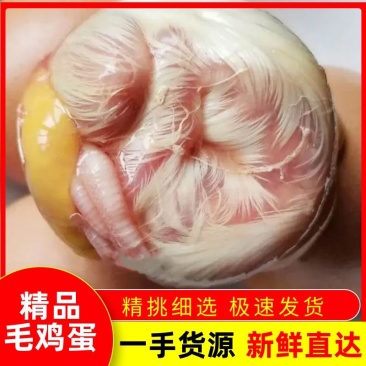精品毛鸡蛋活珠子，精挑细选，货源稳定，欢迎各界客商下单