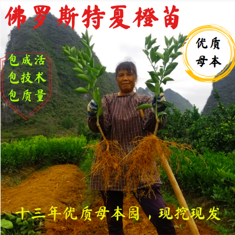佛罗斯特夏橙苗早熟夏橙苗兴坪夏橙苗江永夏橙苗