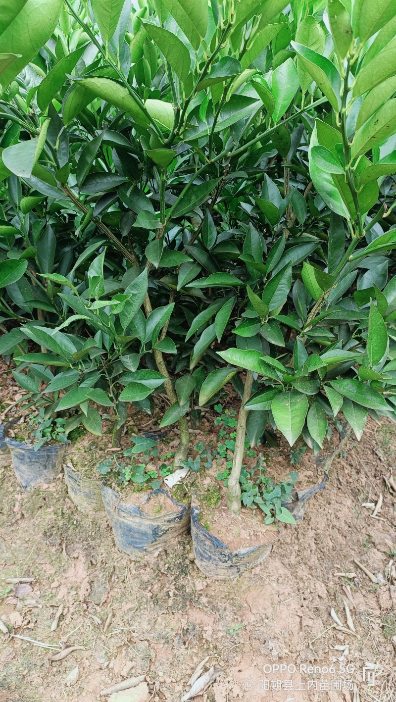 佛罗斯特夏橙苗早熟夏橙苗兴坪夏橙苗江永夏橙苗