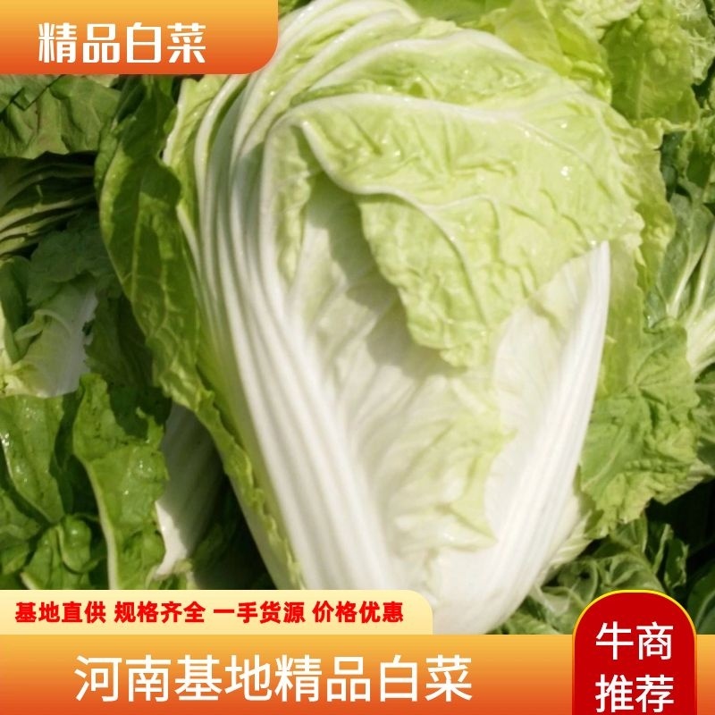 白菜河南开封精品白菜大量上市中基地直供一手货源