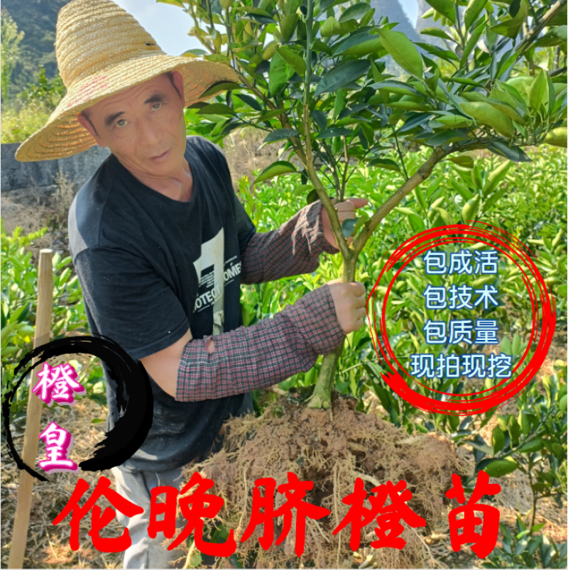 【放心购】正宗西班牙晚熟脐橙苗伦晚脐橙苗二月红脐橙苗