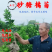 【放心购】砂糖橘苗枳壳枮砂糖桔苗早熟砂糖桔苗