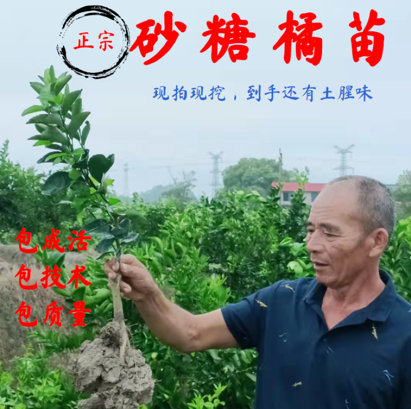【放心购】砂糖橘苗枳壳枮砂糖桔苗早熟砂糖桔苗