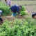 【放心购】砂糖橘苗枳壳枮砂糖桔苗早熟砂糖桔苗