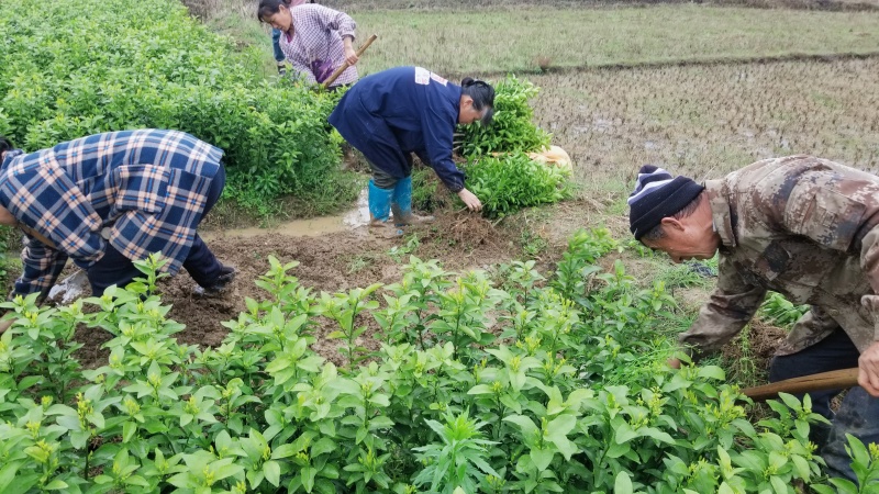 【放心购】砂糖橘苗枳壳枮砂糖桔苗早熟砂糖桔苗