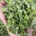 精品桑芽菜冷冻桑叶桑芽菜特色野菜酒店专供