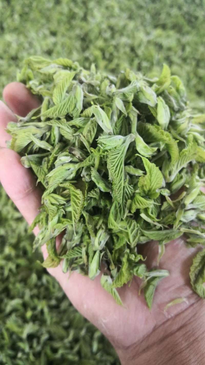 精品桑芽菜冷冻桑叶桑芽菜特色野菜酒店专供