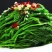 精品桑芽菜冷冻桑叶桑芽菜特色野菜酒店专供