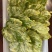 精品桑芽菜冷冻桑叶桑芽菜特色野菜酒店专供