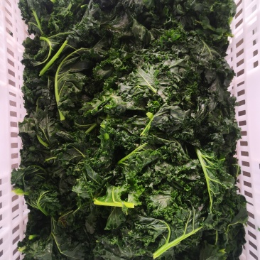 精品珊瑚菜珊瑚藻产地直销发货欢迎致电咨询价格实惠