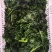 精品珊瑚菜珊瑚藻产地直销发货欢迎致电咨询价格实惠