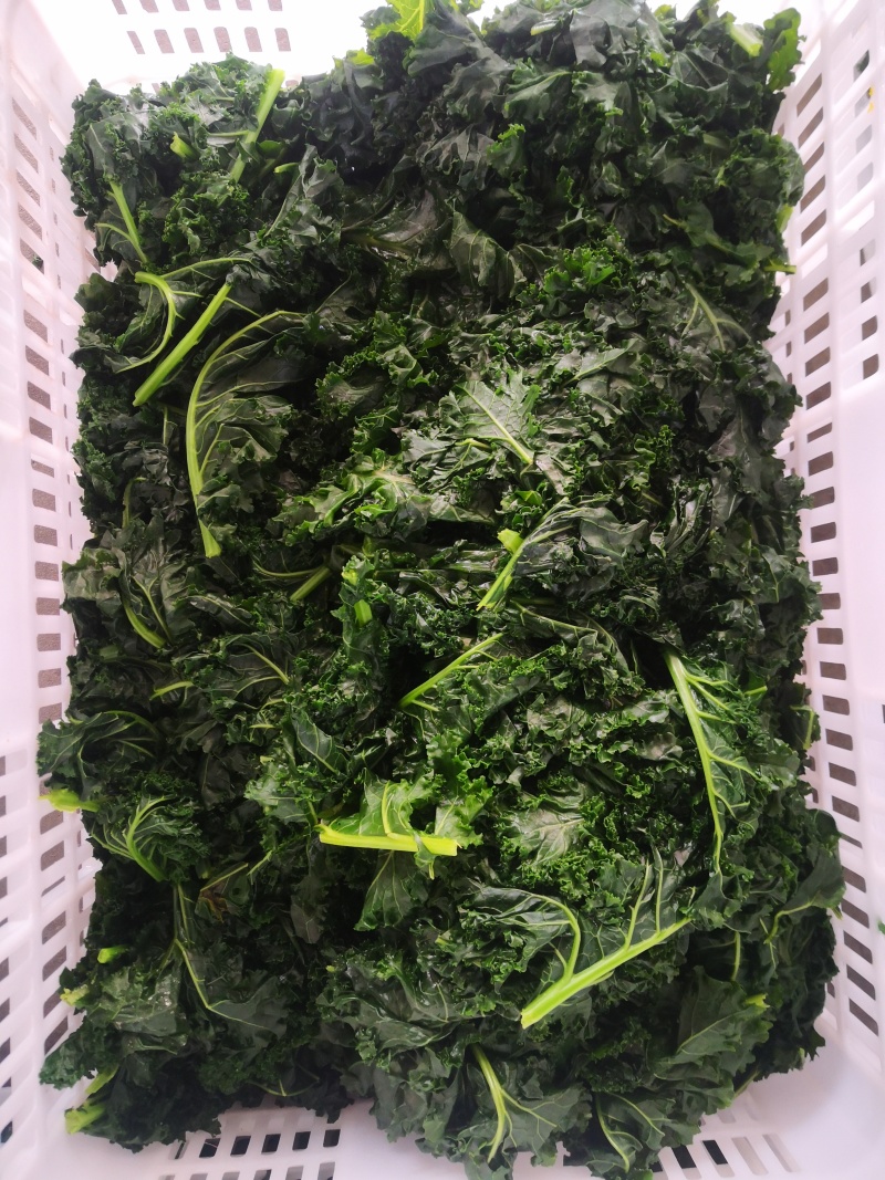 精品珊瑚菜珊瑚藻产地直销发货欢迎致电咨询价格实惠