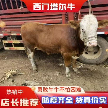 【牛】毕节正宗西门塔尔第四代小公牛小母牛牛犊规格齐全