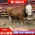 【牛】毕节正宗西门塔尔第四代小公牛小母牛牛犊规格齐全