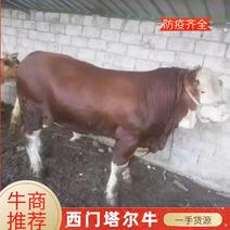 【牛】威宁精品架子牛西门塔尔牛包健康包技术全国
