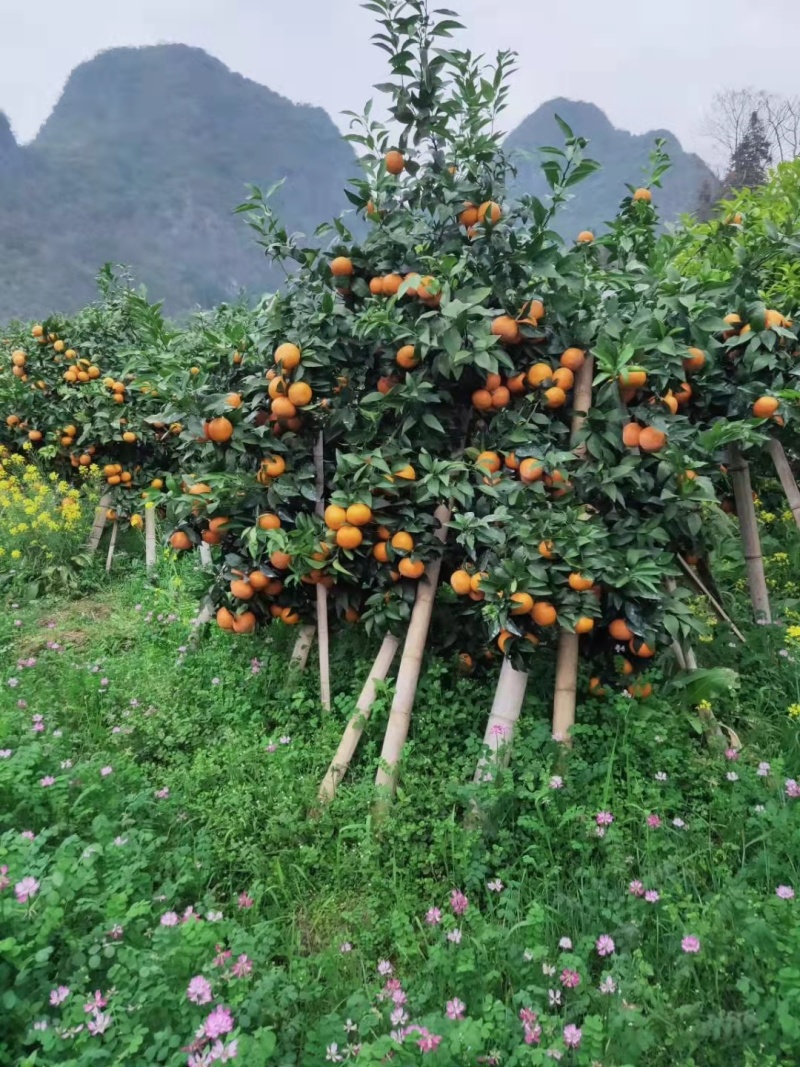 【安心购】香橙枮沃柑苗柠檬枮沃柑苗枳壳枮沃柑苗091