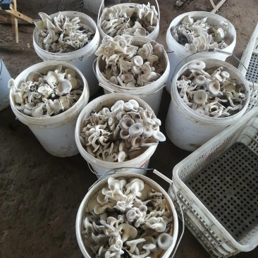 河北石家庄蘑菇【秀珍菇】大量有货对接各平台团购或批发