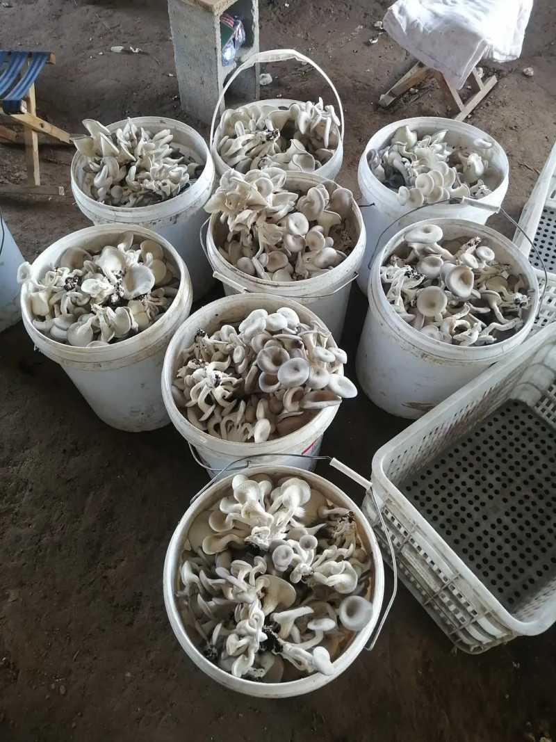 河北石家庄蘑菇【秀珍菇】大量有货对接各平台团购或批发