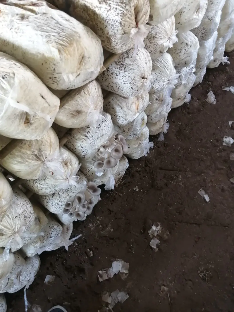 河北石家庄蘑菇【秀珍菇】大量有货对接各平台团购或批发