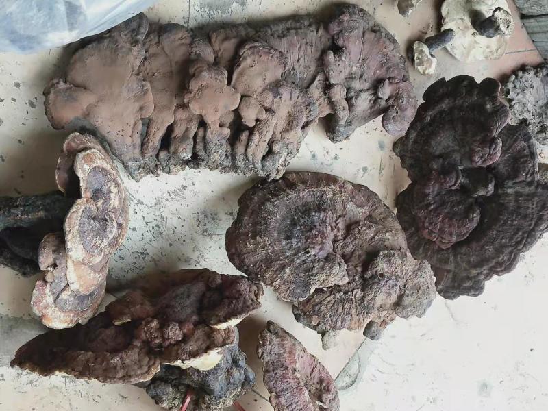 赤灵芝优质好货对接电商平台正品保证质量保证