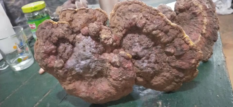 赤灵芝优质好货对接电商平台正品保证质量保证