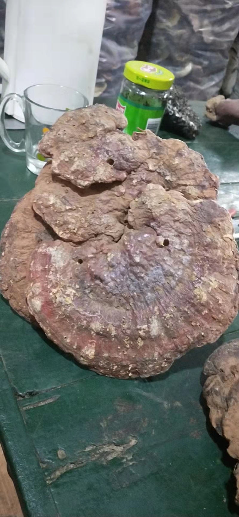 赤灵芝优质好货对接电商平台正品保证质量保证